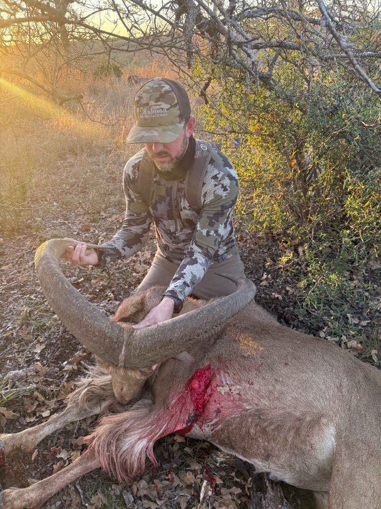 Hunter holding impressive heavy horns of trophy Aoudad ram at sunset