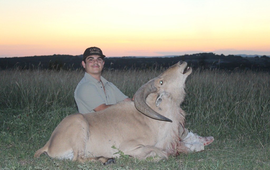 Young hunter smiling proudly beside trophy Aoudad ram at colorful sunset