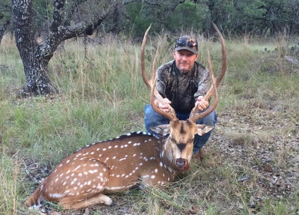 Hunter holding tall velvet antlers of trophy spotted Axis Deer stag under live oak savannah