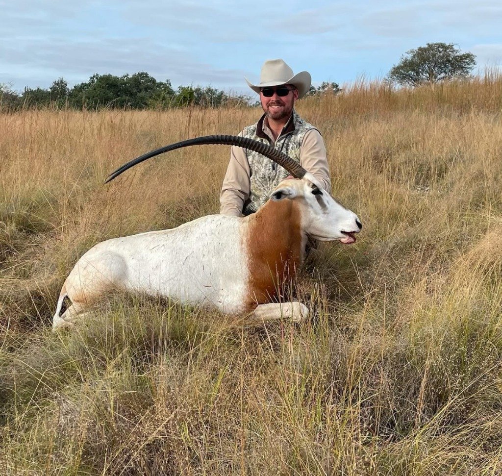 Hunter in cowboy hat holding long horns of trophy Scimitar-horned Oryx in savannah grass