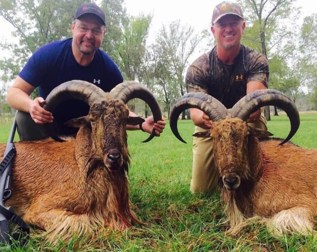 Two hunters holding up heavy horns of two trophy Aoudad rams in green pasture